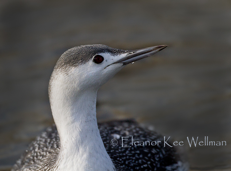 common loon winter. than our Common Loon with